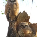 Juvenile Owls - Cathy Cocks